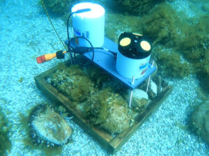 At Good Harbor Reef on July 19th, 2024, USGS scientific divers scouted suitable spots to deploy water quality instruments, like the Acoustic Doppler Current Profiler (ADCP) pictured here. It will measure surface wave height and water speed close to the lakebed; water movement affects fish egg settling during spawning and conditions around incubating eggs. Among the cobble lie thick beds of empty mussel shells – remnants of the non-native inhabitants filling in this crucial environment. Photographer: Shelby Eagan, USGS.
