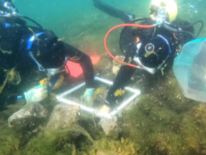 Scientific divers Kasia Kelly and Megan Lewan work together to collect all mussels and algae from one sampling quadrat at the Thunder Bay reef CEM-6, after an hour of digging. Underneath the top layer of thick summer algae, mussels cling to every side of the cobble. Photographer: Madeleine Giordano, USGS on July 30th, 2024.