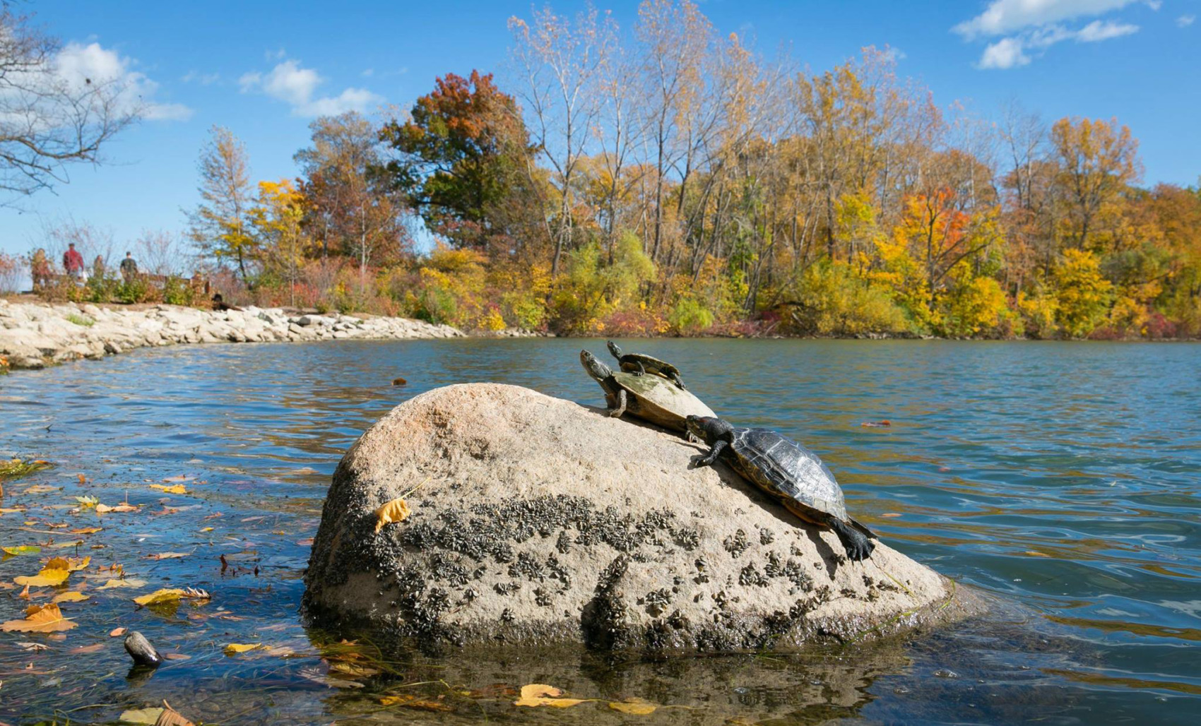 Decorative: showing three turtles on a rock in Ford Cove