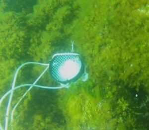 Egg trap after deployment