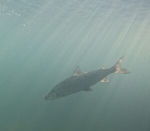 Lake whitefish released following tagging